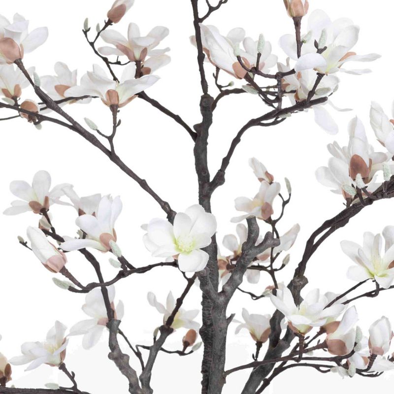 Magnolia Tre