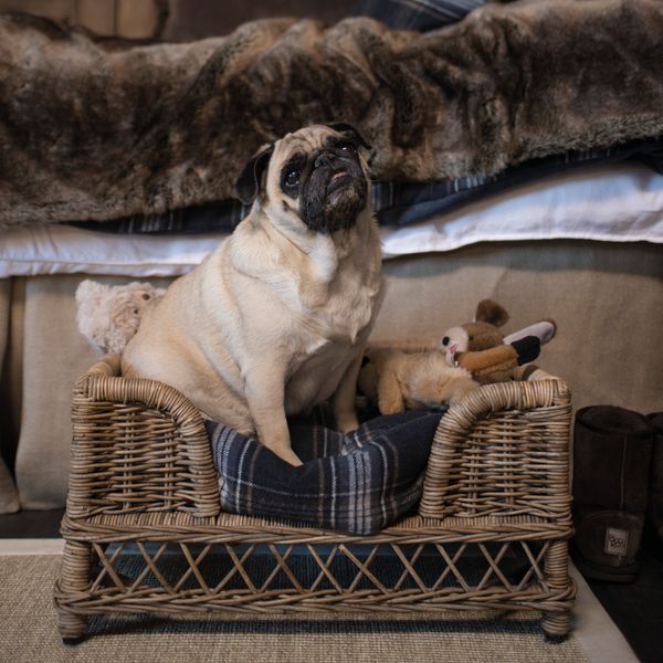 Brussel Hundeseng - Artwood 