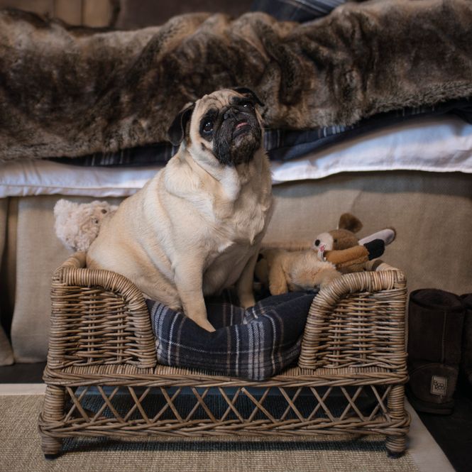 Hovedbilde Brussel hundeseng | Artwood